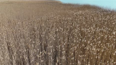 Flying-over-field-of-grass-in-a-sunny-day-and-camera-tilt-revealing-lake-and-mountains-in-background-|-Flying-over-field-of-hay-|-Beautiful-spring-tall-grass