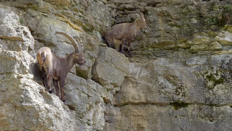 Capra-Ibex-Animals-on-rocky-mountain-in-Nature
