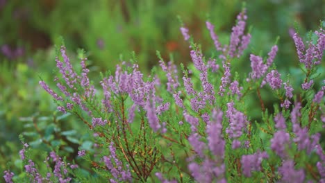 Heather-shrubs-with-delicate-purple-flowers-in-moorlands