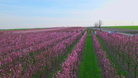 Ländliche-Szene-Mit-Großen-Aprikosenbaumplantage,-Die-Im-Frühling-Blüht