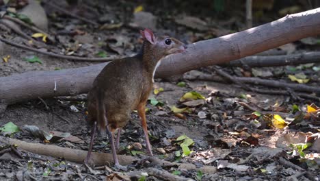 Facing-to-the-right-while-eating-fruits-fallen-on-the-forest-ground-then-gets-frightened,-Lesser-Mouse-deer-Tragulus-kanchil,-Thailand
