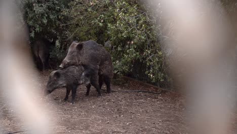 Wild-boars-mate-in-a-backyard-in-Haifa,-Israel