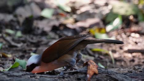 Facing-to-the-left-eating-fallen-fruits-on-the-ground,-White-crested-Laughingthrush-Garrulax-leucolophus,-Thailand