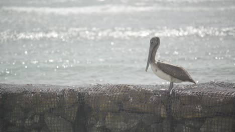 Pelican-on-a-wire-meshed-pier-made-of-rocks,-Taking-Flight