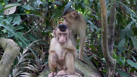 Macaco-Coleta,-Vulnerable-Por-La-Unión-Internacional-Para-La-Conservación-De-La-Naturaleza