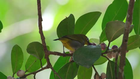 Seen-munching-and-pulling-fruits-to-eat-as-seen-in-the-foliage-of-a-fruiting-tree,-Everett's-White-eye-Zosterops-everetti,-Thailand