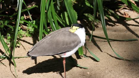A-bird-is-standing-on-the-sand-with-its-head-down