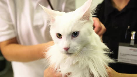 White-cat-with-different-eye-colors-at-the-vet