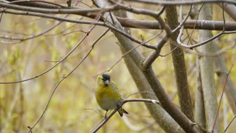 Zeisig-Vogel-Sitzt-Auf-Ast-Und-Alarmiert-Fliegen-Weg,-Sonnigen-Frühlingstag