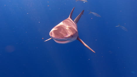 Bullenhai-Dreht-Sich-Um-Und-Schwimmt-Mit-Ausgefahrenen-Zähnen-Direkt-Auf-Die-Kamera-Zu