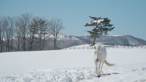 Un-Caballo-Blanco-Camina-En-Cámara-Lenta-A-Través-Del-Campo-Invernal-En-El-Rancho-Nevado-Daegwallyeong-Sky