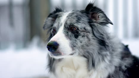 Nahaufnahme-Eines-Hundes-Auf-Einer-Schneebedeckten-Brücke