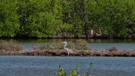 Camera-zooms-out-while-this-bird-is-looking-to-the-left-resting-next-to-a-bund-during-a-windy-day,-Grey-Heron-Ardea-cinerea,-Thailand