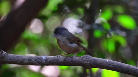 Facing-to-the-left-shaking-its-feathers-and-wings-as-it-looks-around-and-flies-away-to-the-left,-Brown-cheeked-Fulvetta-Alcippe-poioicephala,-Thailand