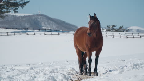 Brown-Horse-in-Snow-capped-Daegwallyeong-Sky-Ranch-in-Winter-Mountains