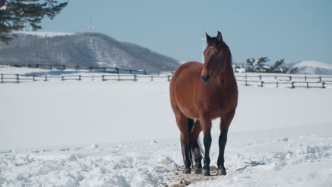 Caballo-Marrón-En-El-Rancho-Nevado-Del-Cielo-Daegwallyeong-En-Las-Montañas-De-Invierno