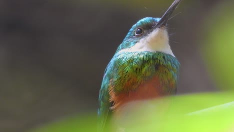 Close-up-shot-of-pretty-Green-Tailed-Jacamar-Bird-with-multicolored-feathers