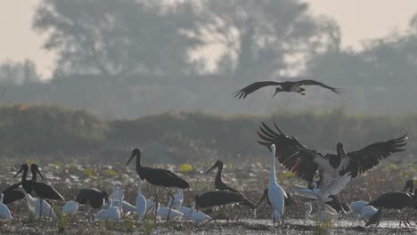 Cigüeñas-Negras-Aves-Aterrizando-En-El-Humedal-Por-La-Mañana