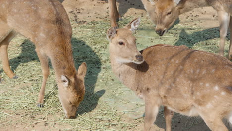 Group-of-Sika-Deer-eating-hay-scattered-on-ground,-slow-motion-top-down-view