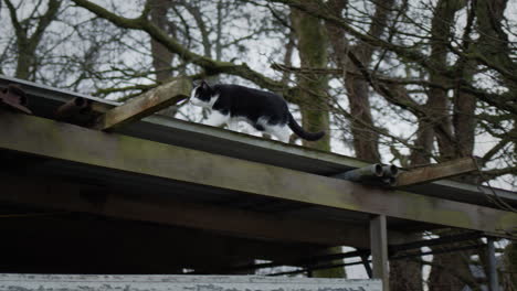 Katze-Auf-Dem-Dach-Eines-Schuppens-Zwischen-Bäumen