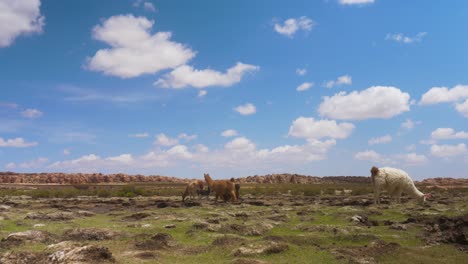 Llamas-Pastando-En-La-Escasa-Vegetación-Del-Altiplano-Boliviano,-Bajo-Un-Vasto-Cielo-Azul-Salpicado-De-Nubes