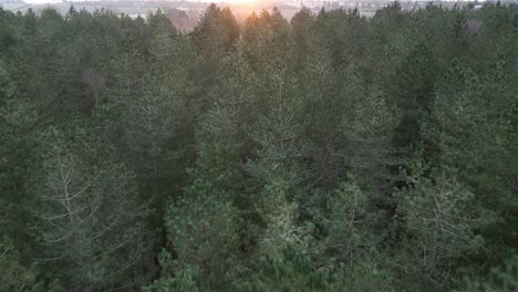 Flyover-Pine-Trees-In-Lush-Forest-During-Sunset-Near-Thetford-Norfolk,-UK
