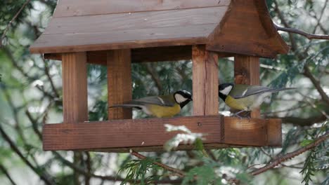 Cute-garden-birds-eating-from-wooden-feeder-and-fly-away