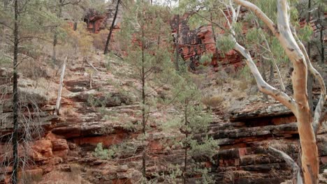 Rising-drone-view-of-tall-river-gum-tree-in-Alligator-Gorge-in-Mount-Remarkable-National-Park,-South-Australia