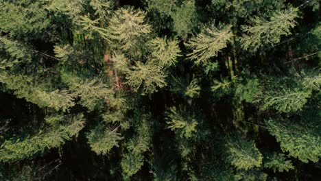 Top-shot-of-trees-in-a-forest-in-rural-Switzerland