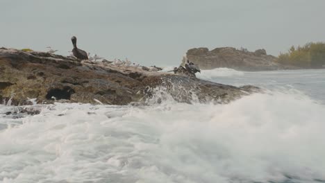 Brown-Pelicans-and-sea-birds-Standing-Looking-Around-Spring-Waves