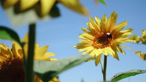 Small-bumblebee-on-yellow-sunflower-in-farm-field-on-summer-day