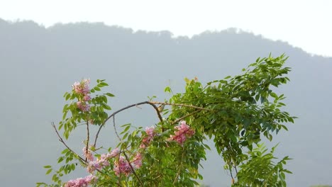 Kiskadee-Menor-En-Santa-Marta,-Magdalena,-Parque-Colombia