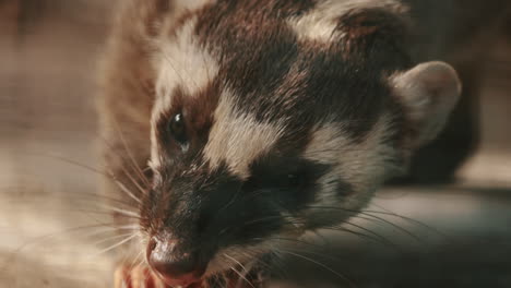 Closeup-Of-Chinese-Ferret-Badger-Eating-Its-Food