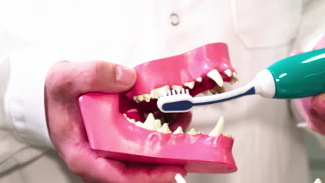 Tierarzt-Demonstriert-Zähneputzen-Anhand-Eines-Hundemaulmodells