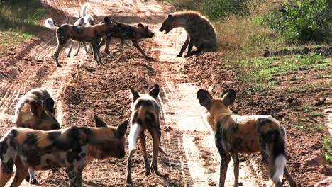 Playful-African-wild-dogs-annoy-hyena-on-sandy-countryside-road,-South-Africa