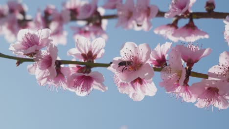 bee-drinking-nectar-from-beautiful-Sakura-Cherry-Blossom-pink-flower-in-spring-season-blue-sky-sunny-day