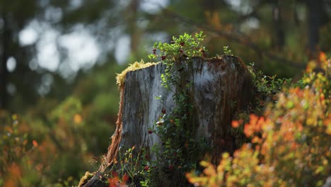 Un-Pequeño-Adorno-De-Arbusto-De-Arándano-Con-Bayas-Rojas-Maduras-Crece-En-Un-Tocón-De-árbol-Cubierto-De-Ol-Oss-En-La-Tundra-De-Otoño