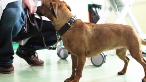 Small-dachshund-is-kindly-stroked-by-the-vet