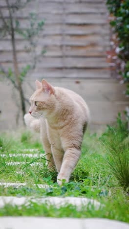 Vertikales-Video-Einer-Wunderschönen-Hauskatze,-Die-Im-Garten-Spazieren-Geht