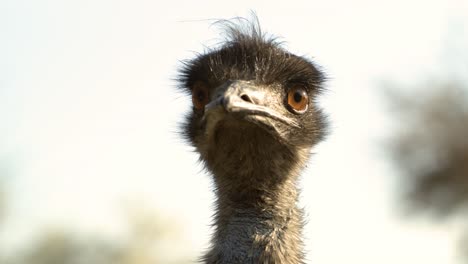 ostrich-close-up-super-slow-motion