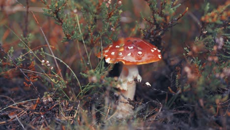 Eine-Nahaufnahme-Des-Rot-Gesprenkelten-Pilzes,-Umgeben-Von-Verwelkenden-Heidepflanzen-Und-Verrottendem-Gras