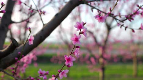 Pink-Flowers-In-Bloom-At-The-Apricot-Tree-Orchard