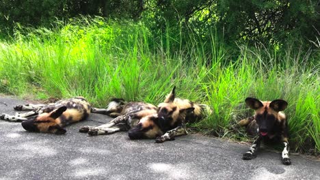 Eine-Gruppe-Müder-Afrikanischer-Wildhunde-Ruht-Sich-Im-Schatten-Von-Bäumen-In-Der-Nähe-Von-Langem-Grünem-Gras-Aus