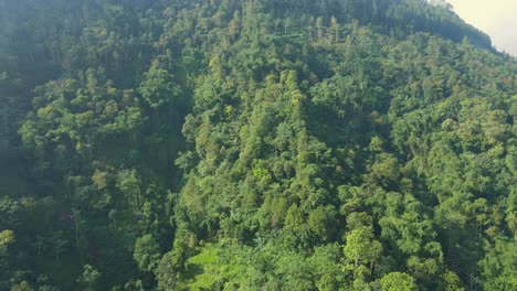 Tropical-green-forest-from-drone-view