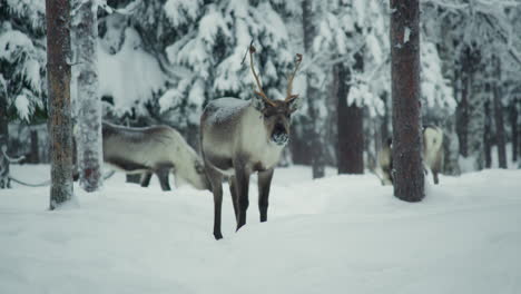 Reindeer-with-large-horns-standing-in-a-snowy-forest-in-Finnish-Lapland