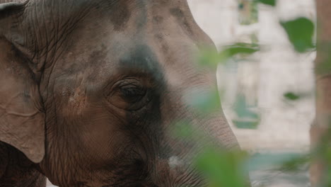 Closeup-Of-Asian-Elephant's-Eye-And-Wrinkled-Face