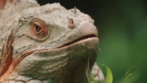 Primer-Plano-De-La-Cara-De-La-Iguana-Verde.