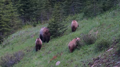 Una-Madre-Osa-Grizzly-Guía-A-Sus-Cachorros-A-Través-De-Un-Denso-Bosque,-Buscando-Suavemente-Comida-Entre-La-Maleza-Mientras-La-Luz-Disminuye-Al-Final-Del-Día.