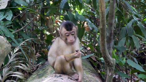 Macaco-Coleta,-Especie-De-Primate,-Familia-Cercopithecidae