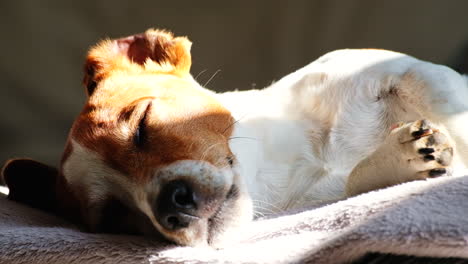 Primer-Plano-De-La-Cara-Del-Perro-Mascota-Jack-Russell-Durmiendo-Bajo-El-Sol-De-La-Tarde